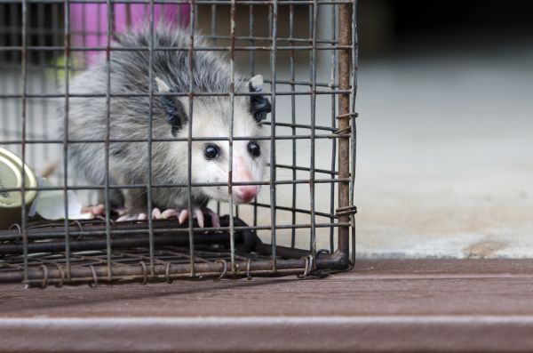 Dallas Wildlife Removal