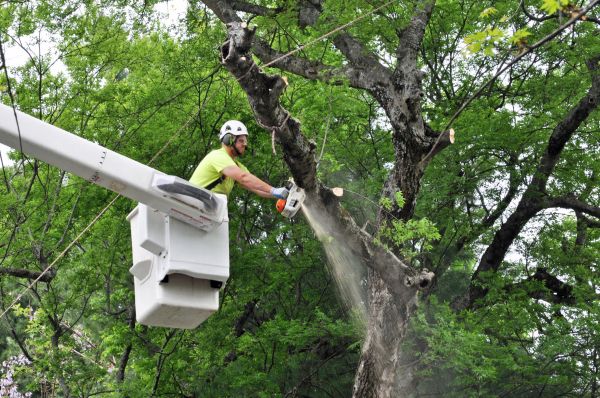 Dallas Tree Trimming