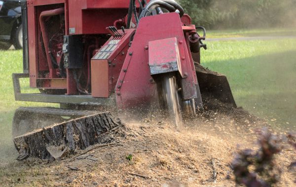Dallas Tree Removal